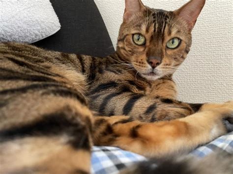 明らかに違う薬の量 ベンゾウさんの猫日記