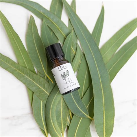 Ollies Pure And Natural Nilgiri Eucalyptus Essential Oil