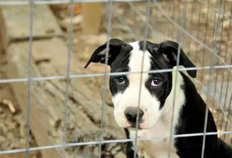 Rifugio Lager A Borgo Ticino Gli Attivisti Salvano Cani Luce