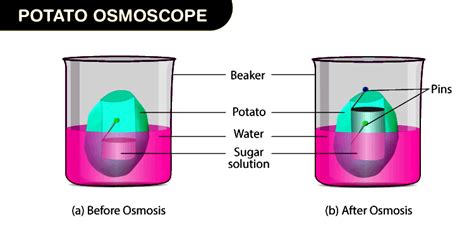 Understanding Osmosis Using Potato Osmometer Testbook