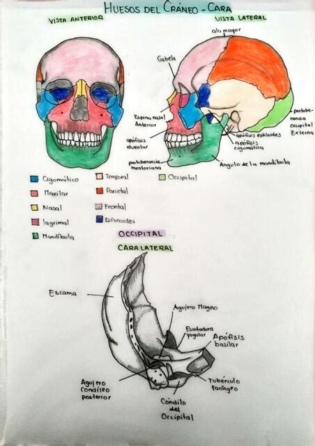 Huesos del Cráneo Cara Tania Cabezas Alba uDocz