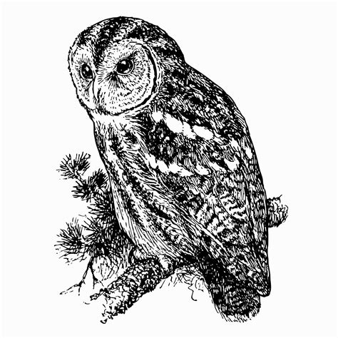 Premium Vector Bird Tawny Owl