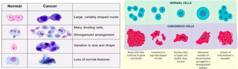 Histopathology Cytopathology Flashcards Quizlet