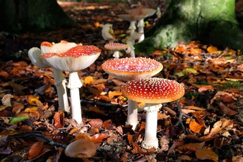 Amanita Muscaria: Effects, Dosage, Benefits - Galaxy Treats