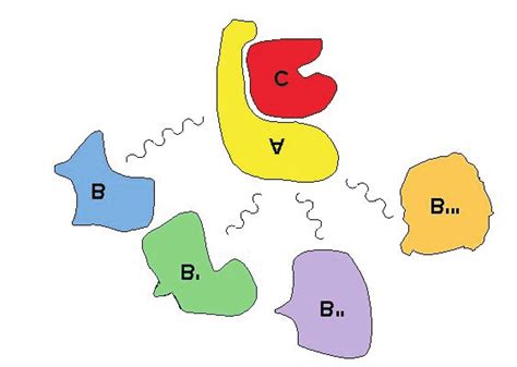 Schematic Strucuture Of Protein Phosphatase 2a Pp2a Holoenzymes C Download Scientific