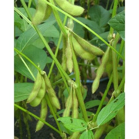 Jual Bibit Benih Kacang Kedelai Edamame Bibit Tanaman Kedelai Jepang