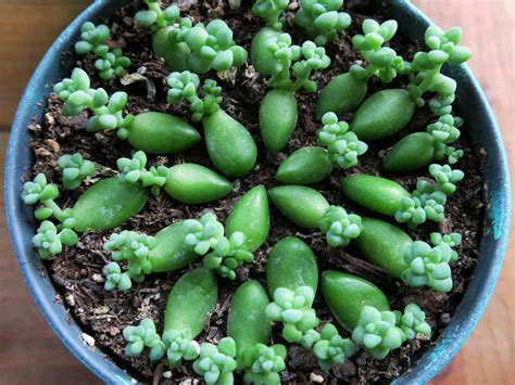 How to Propagate Sedum - World of Succulents