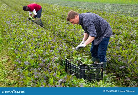 Farmer Harvesting Red Leaf Mustard Stock Image - Image of spring, plant ...