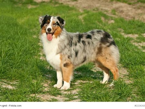 Australian Shepherd Steckbrief Fci Klasse Und Mehr Haustiermagazin