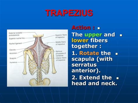 Ppt Trapezius Powerpoint Presentation Free Download Id3147687