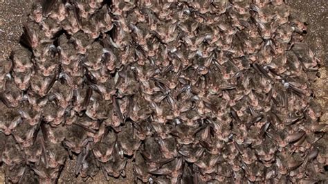 Researcher Finds Hundreds Of Bats In Tennessee Pit Cave The Kansas