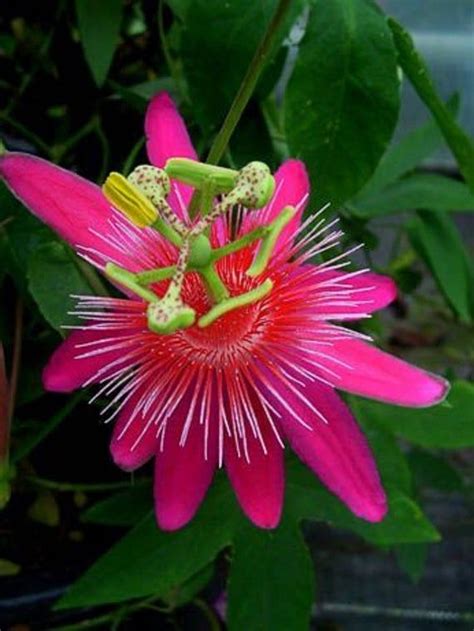 10 Bright Pink Passion Flower Seeds Perennial Giant Flowers Garden Plant Spring Summer Vine