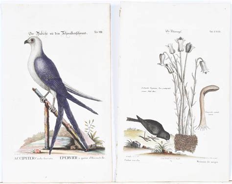 Mark Catesby | Six Engravings After Mark Catesby, Birds | MutualArt