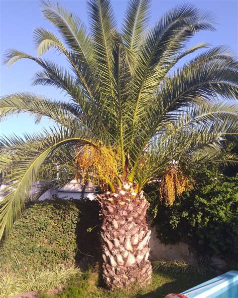 Palm Tree Identification