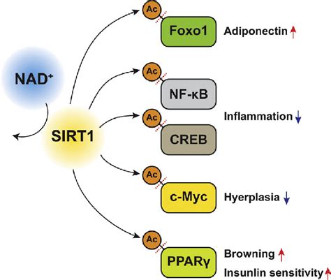 Sirt1 Deacetylates And Regulates Key Metabolic Regulators In Download Scientific Diagram