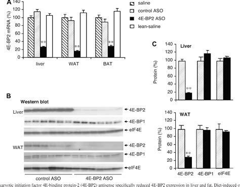 Figure 1 From Reduced Adiposity And Improved Insulin Sensitivity In