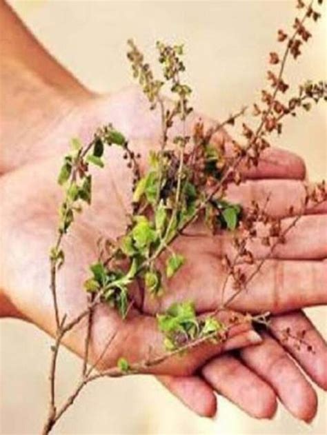 Hindu Dharam Tulsi Ke Upay And Tulsi Ke Sukhe Patte Remedy To Attract