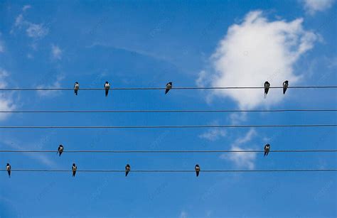 Swallows Migration Flock Lines Photo Background And Picture For Free Download - Pngtree