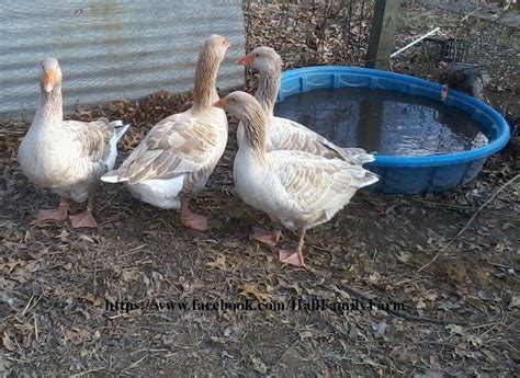 6 American Buff Goose Hatching Eggs - plus option - 18 Heritage Chicken ...