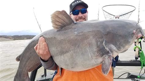 Record Blue Catfish