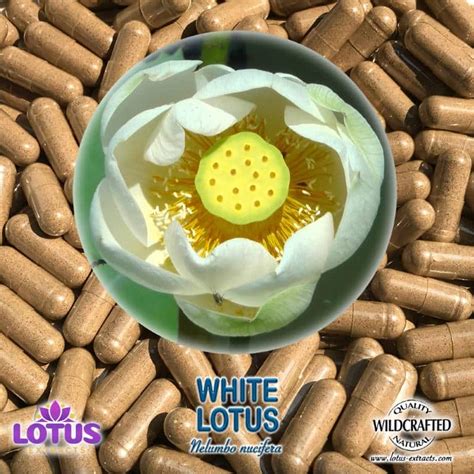 White Lotus Flower Capsules Nelumbo Nucifera Lotus Extracts