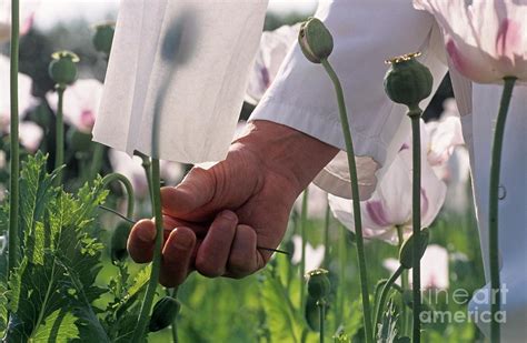 Researcher In A Field Of Opium Poppies Photograph By Philippe Psailascience Photo Library