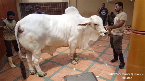 HEAVY WEIGHT COW QURBANI BIGGEST COW QURBANI COW QURBANI 2019 YouTube