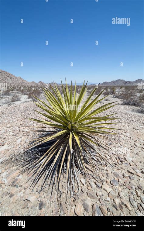 Yucca Palm Stock Photo - Alamy