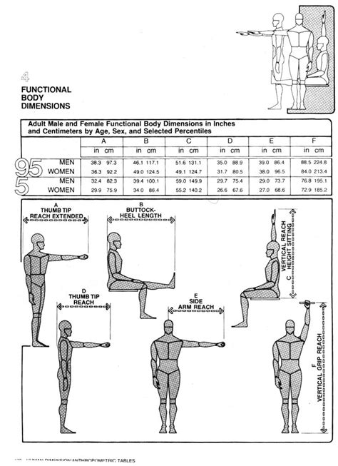 Body Dimensions 1 Human Dimension Interior Space Julius Panero