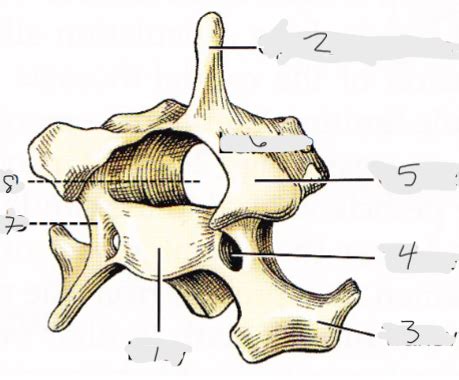 Osteology And Joints Of The Vertebral Column Flashcards Quizlet