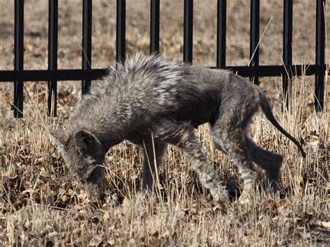 7 Animales Reales Que Inspiraron Criaturas Mitológicas Explora