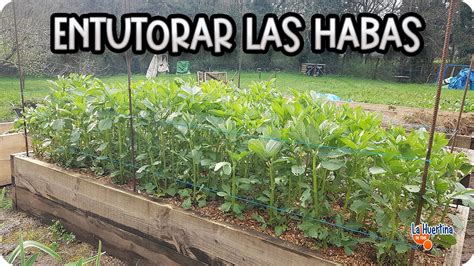 Cuidados Y Entutorado De Las Habas Huerto Organico La Huertina De