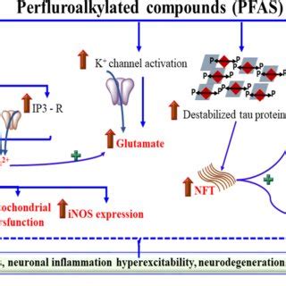 The mechanism of neurotoxicity caused by pesticides. Exposure of ...