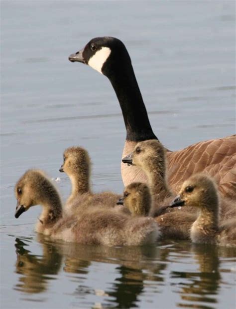 Free picture: dusky, Canada goose