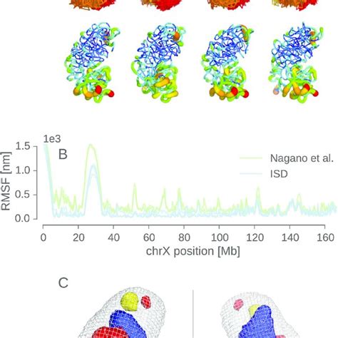 X-chromosome structure at 50 kb resolution. (A) Representative ...