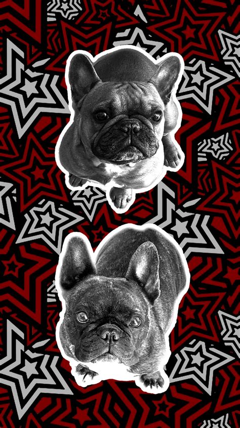 [100+] French Bulldog Pictures | Wallpapers.com