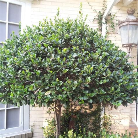 Burford Holly Garden Style San Antonio