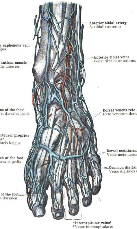 Foot Artery Anatomy