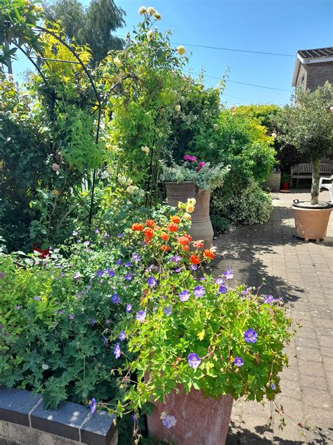Bungay In Bloom Garden Competition - Welcome to Bungay