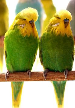 Breeding Budgerigars | birdhealth