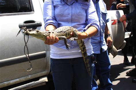 Presencia De Reptiles En M Xico Procuraduria Federal De Proteccion Al