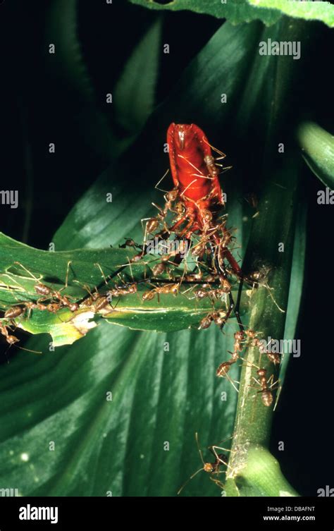 insects in the Nepal jungle near Chitwan National Park Stock Photo - Alamy