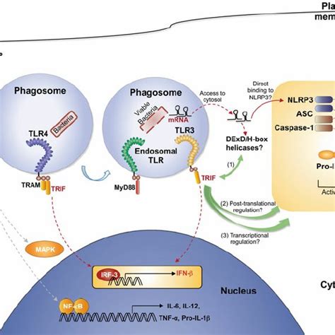 1 Model Of Innate Immune Receptor Engagement And Signaling Upon