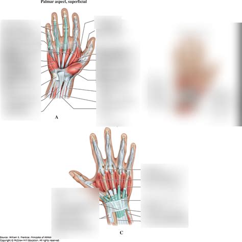 Anatomy Practicum Palmer Surface Of The Hand Diagram Quizlet