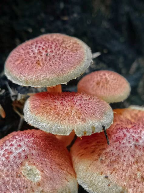 Perfect Macro Photography Collection Of Natural Pink Mushrooms Stock