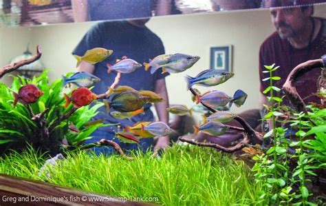 Beautiful Rainbowfish And Aquascape Acuario Agua Dulce Agua Dulce