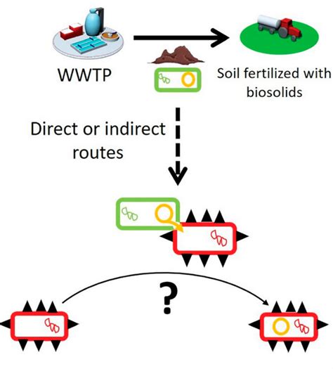 Biosolids from WWTPs used as agricultural soil fertilizer contain ...