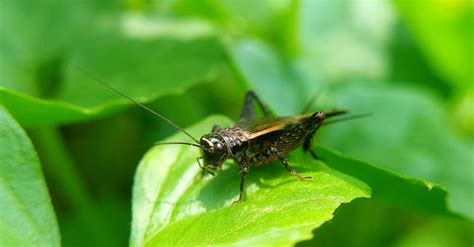 Close-Up Shot of a Cricket · Free Stock Photo