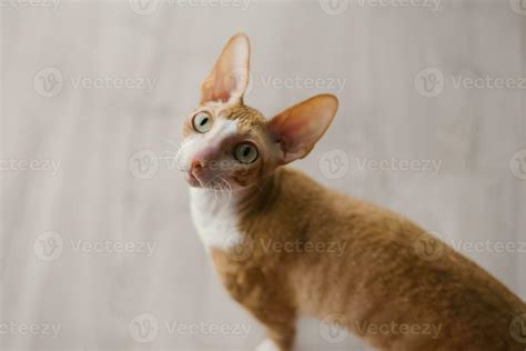 Cute Ginger Cat Cornish Rex Sits On The Floor And Looks Up Carefully