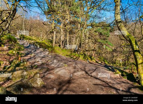 Ramas De Roble Plateado Fotografías E Imágenes De Alta Resolución Alamy